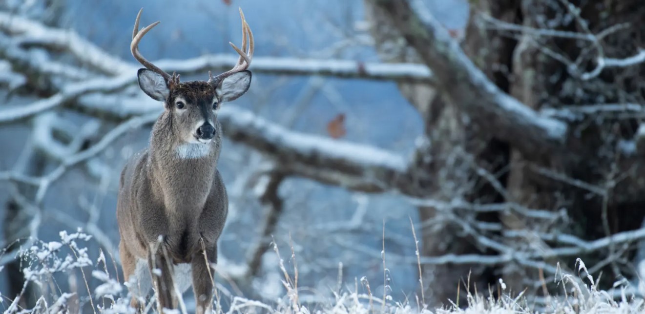 The Role of Weather in Hunting/Fishing: How Different Conditions can Affect your Outing