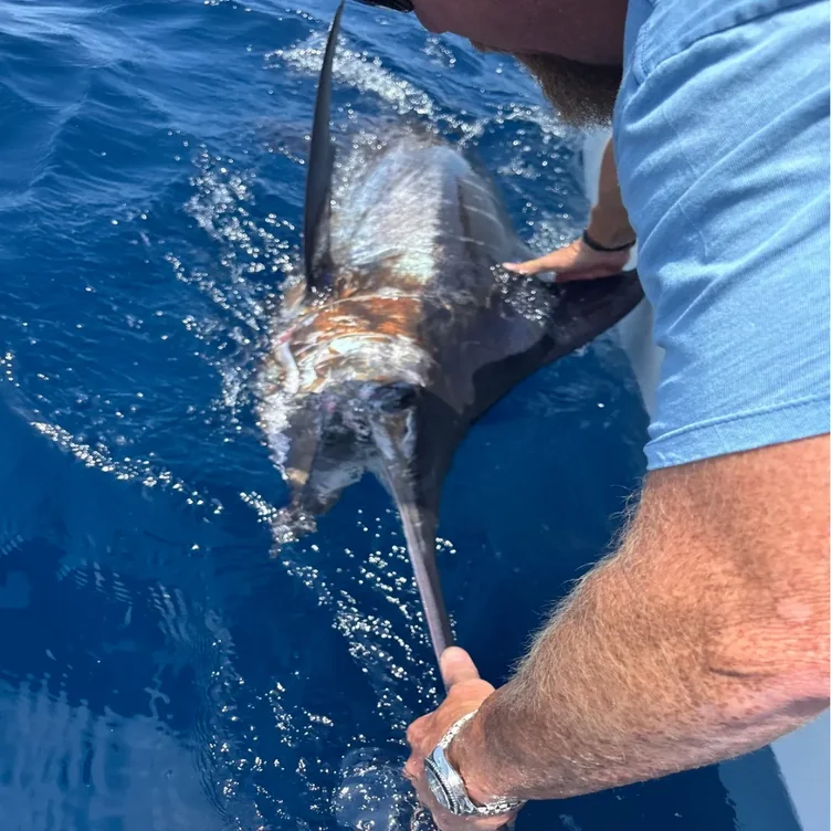 Blue marlin catch landed with tackle from Irby Street Sporting Goods, Florence SC